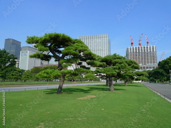 Fototapeta 皇居外苑の松林の向こうに見える丸の内のビル群