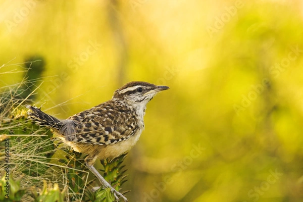 Obraz Cactus wren