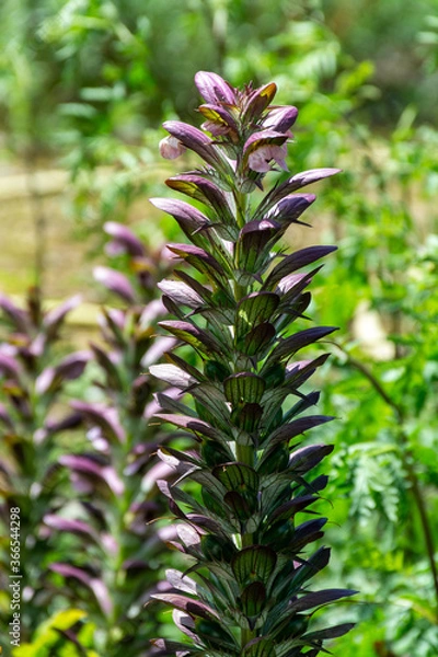 Obraz Botanical collection of decorative garden plants and herbs, Acanthus mollis, or bear's breeches, sea dock or oyster plant