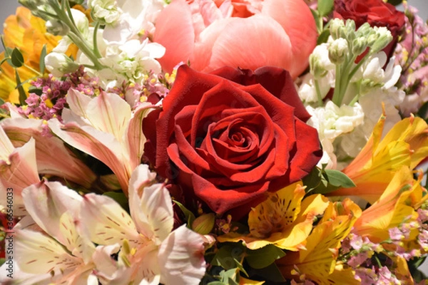 Fototapeta close up view from above of a red rose and many epetal flowers around