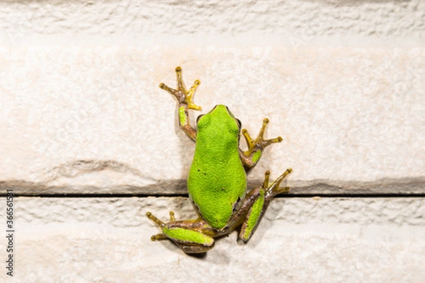 Obraz 壁に張りつくアマガエル