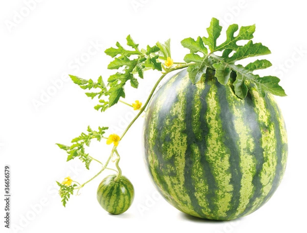 Obraz The watermelon