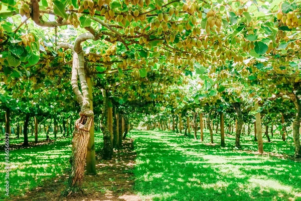Obraz Kiwifruit farm