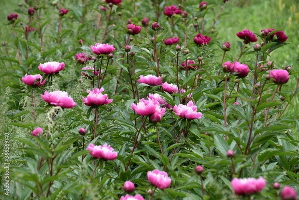 Fototapeta Gorgeous purple and pink peony in daylight isolated and in field