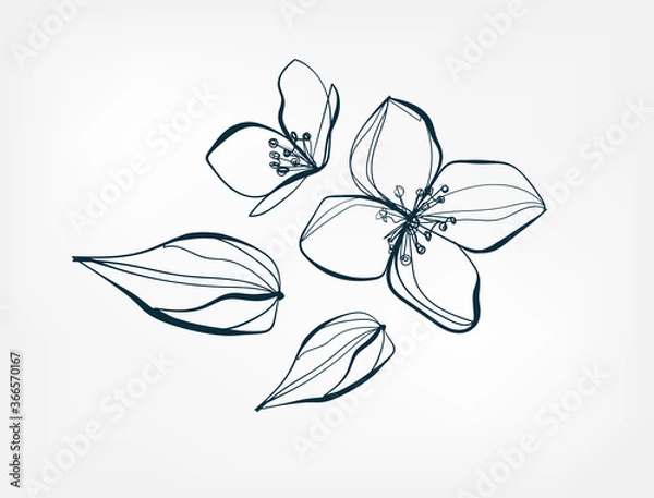 Obraz flower jasmine line one art isolated vector illustration
