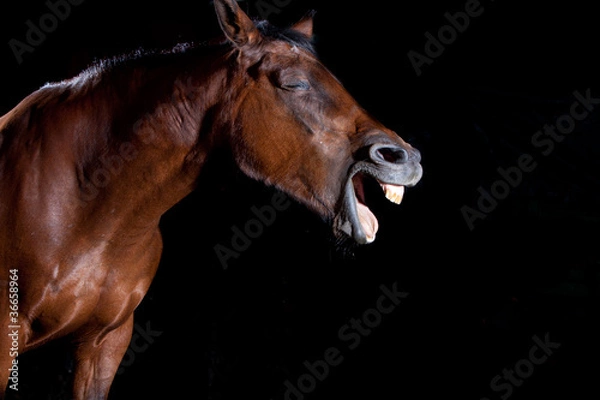 Fototapeta Pferde Porträt