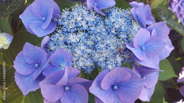Obraz Hydrangea Serrata, Blue Bird Flower
