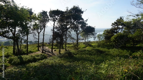 Obraz trees in the mountains