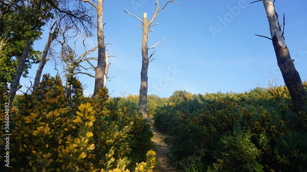 Obraz old trees in the forest