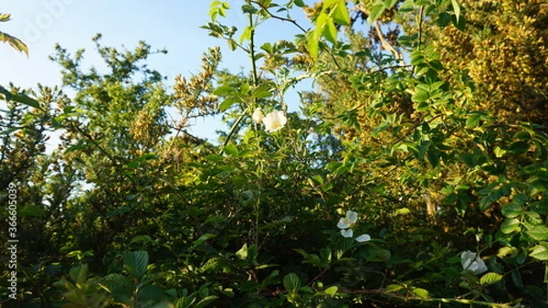 Obraz green leaves and sun