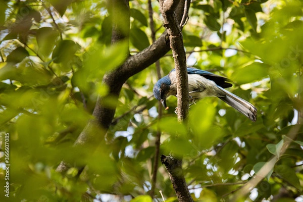 Fototapeta Pájaro azul