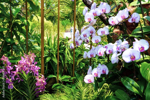 Fototapeta The National Orchid Garden in Singapore. orchid flowers with different colors and sizes. 