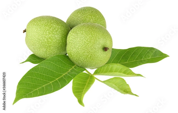 Obraz green walnut isolated on white background