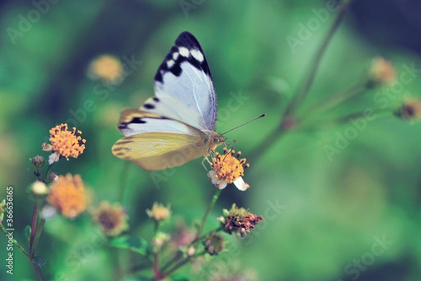Fototapeta ナミエシロチョウの雌（沖縄県・石垣島）