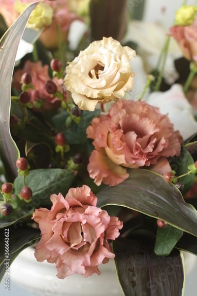 Obraz トルコききょう