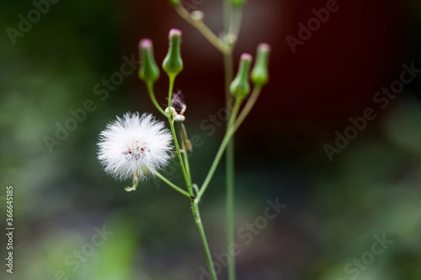 Obraz White dandelion flower