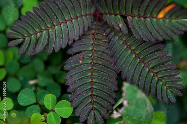 Obraz Fern leaf in the forest