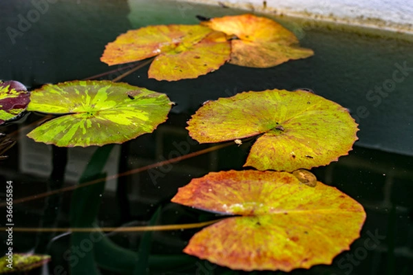 Obraz water lily in the pond