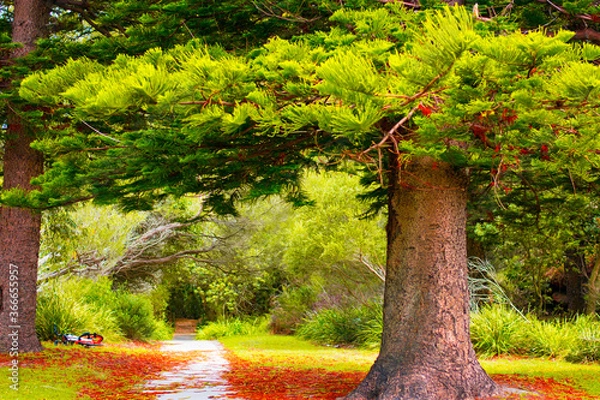 Obraz tree in autumn