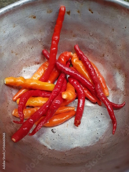 Obraz Long Fresh Red and Orange Chilly