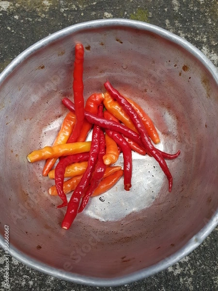 Obraz Long Fresh Red and Orange Chilly