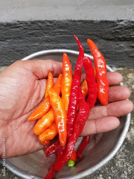 Obraz Long Fresh Red and Orange Chilly