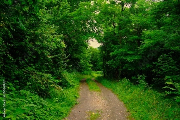 Fototapeta 林の小道