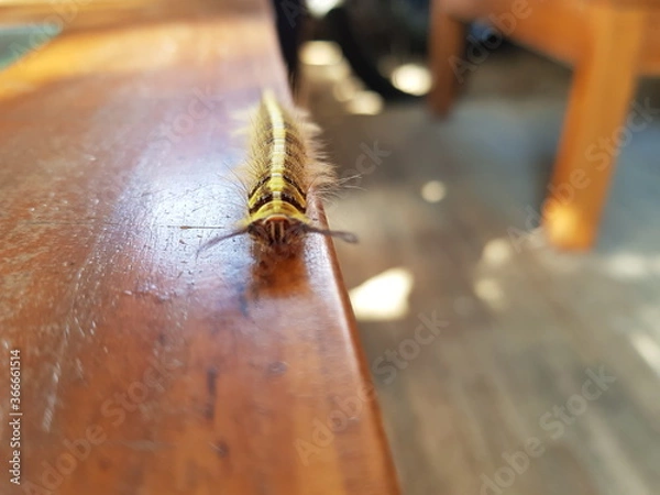 Obraz Focus On a Hairy Caterpillar