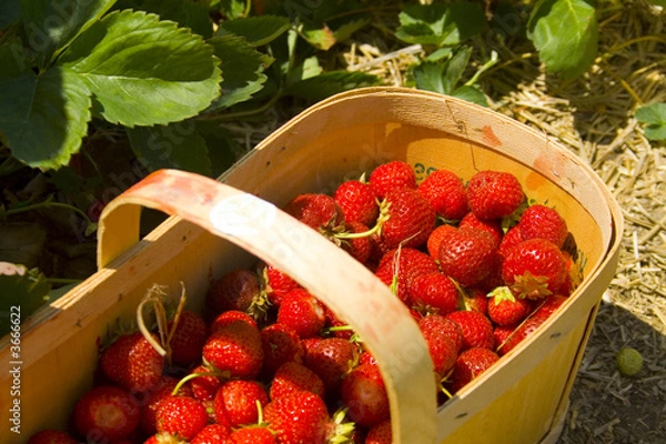 Fototapeta Fresh picked strawberries in a basket, sitting in the field.