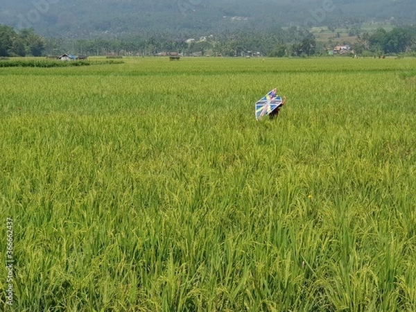 Obraz Indonesian Children Playing Kites