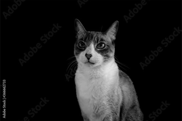 Fototapeta Black & White Cat