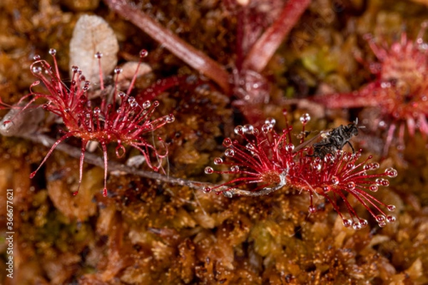 Fototapeta This is one of the two carnivorous plants found in the Finnish Lapland. This one has trapped a fly. Ylläslompolo, Kolari, Finland.