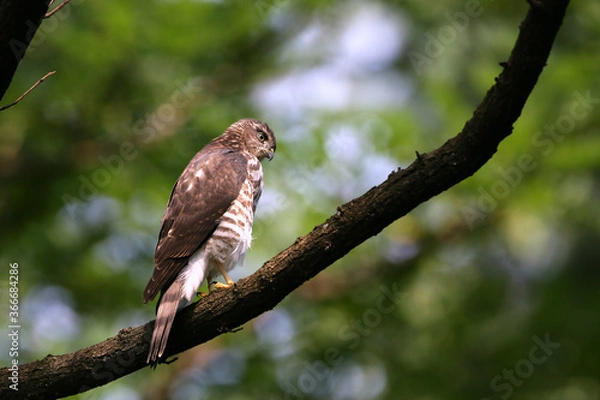 Obraz 小さくても猛禽ツミ