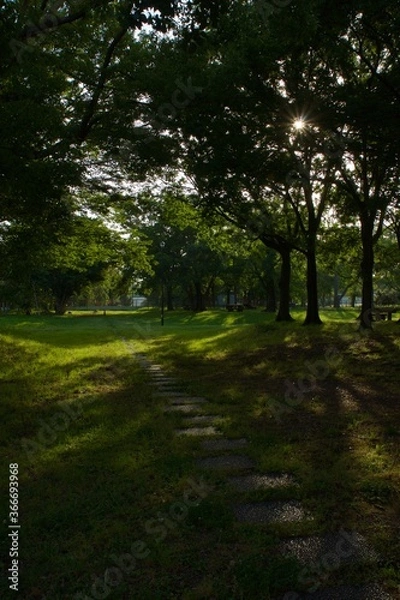 Fototapeta 夢の島公園の木漏れ日　木陰