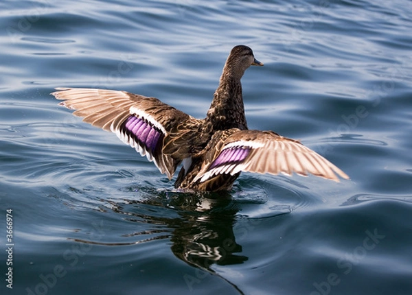 Obraz Duck Stretching