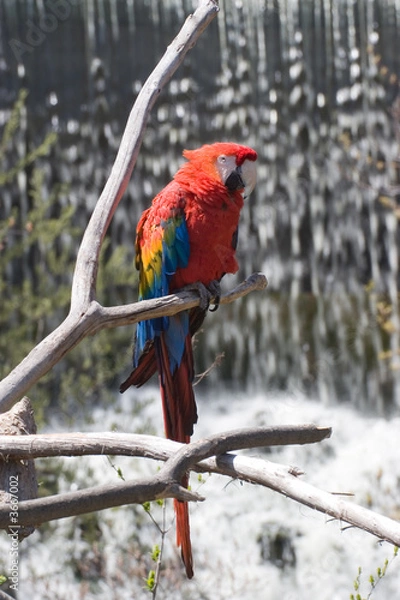 Obraz Red Parrot by Waterfall