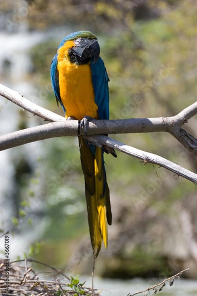 Obraz Yellow Macaw Parrot