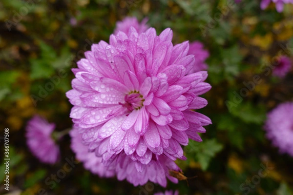 Fototapeta Dense dew on pink flower of Chrysanthemum in mid November
