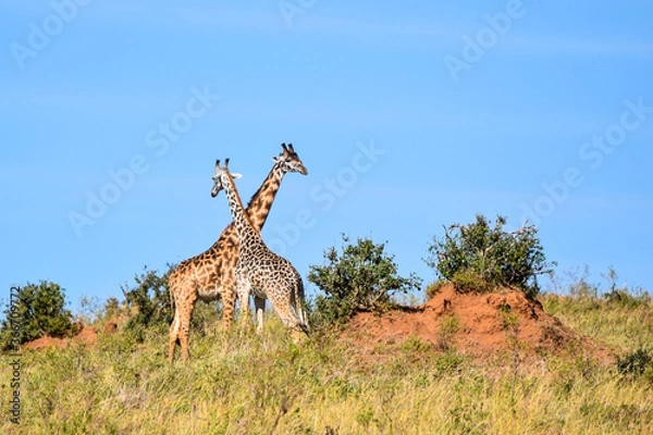 Obraz giraffe in the savannah