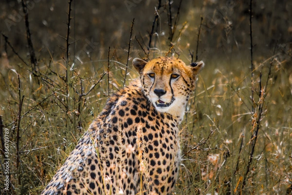Obraz leopard in the grass