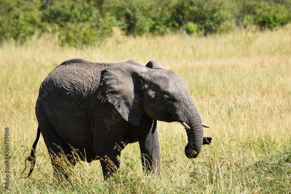 Obraz Elephant in the wild