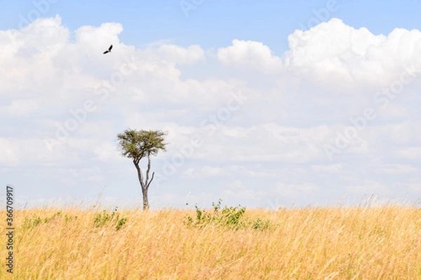 Obraz lonely tree in the field