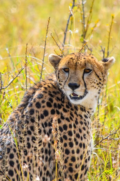 Obraz cheetah in the grass