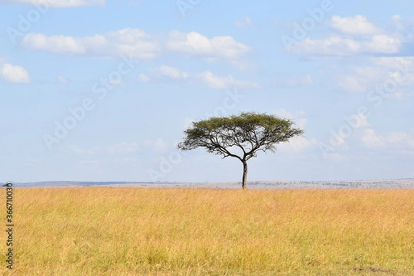 Obraz lonely tree on the field