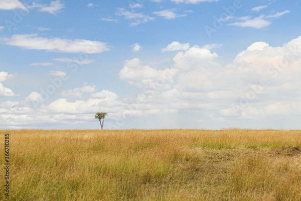Fototapeta lonely tree in the wild