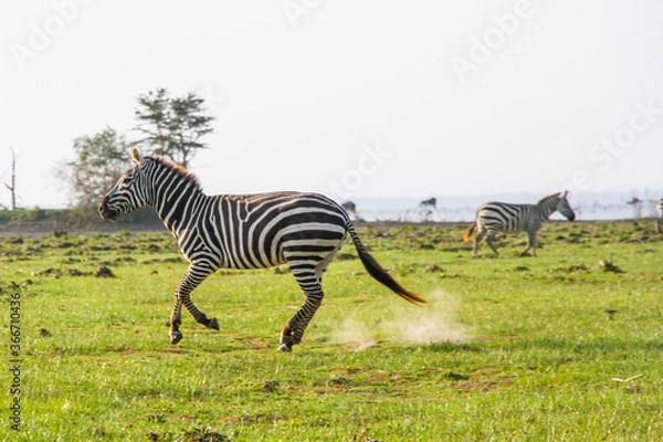 Obraz zebras in the grass