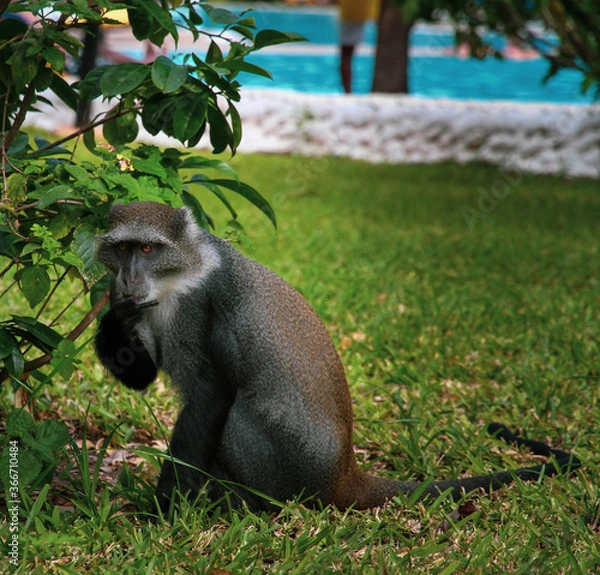 Obraz baboon sitting on the ground