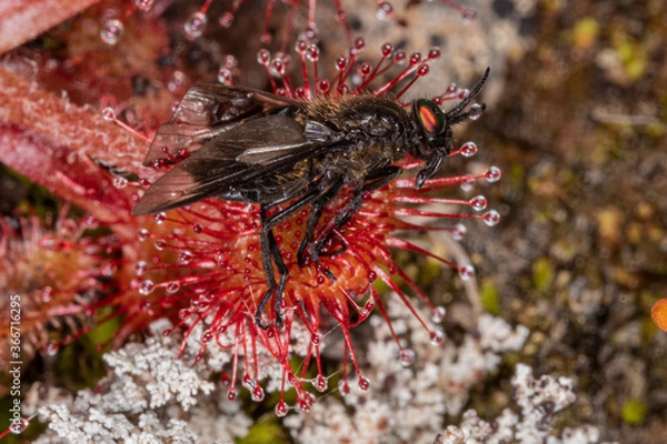 Fototapeta The fly has been trapped by a carnivorous
plant, round-leaved sundew. This is one of the to carnivorous flower species in the Finnish Lapland. Ylläslompolo, Kolari, Finland.