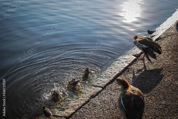 Obraz Birds in a lake