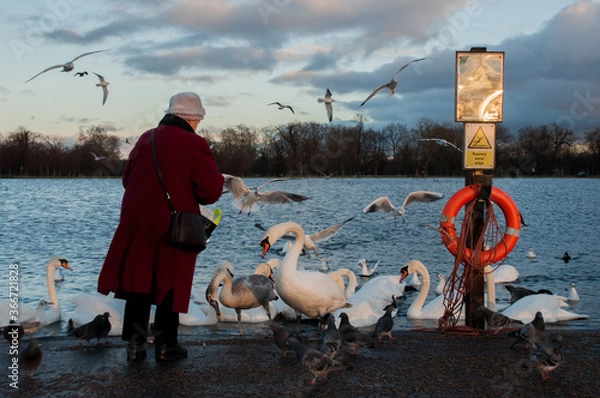 Obraz Lady feeding swams